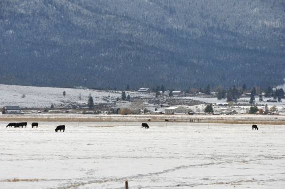 Gado pasta em campo nevado próximo à Susanville, na Sierra Nevada, Califórnoa, nos Estados Unidos